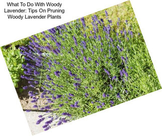 What To Do With Woody Lavender: Tips On Pruning Woody Lavender Plants