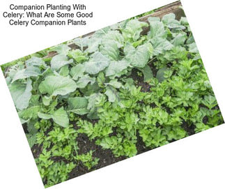 Companion Planting With Celery: What Are Some Good Celery Companion Plants