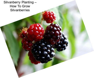 Silvanberry Planting – How To Grow Silvanberries