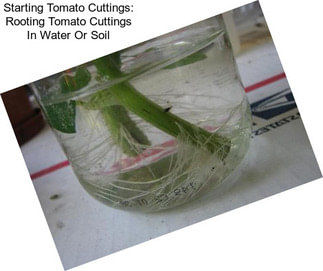 Starting Tomato Cuttings: Rooting Tomato Cuttings In Water Or Soil