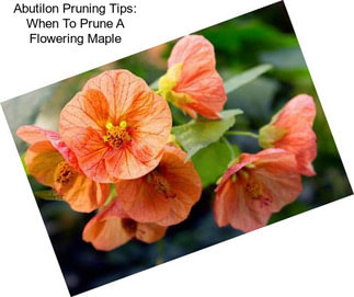 Abutilon Pruning Tips: When To Prune A Flowering Maple