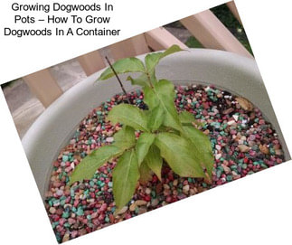 Growing Dogwoods In Pots – How To Grow Dogwoods In A Container