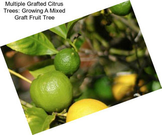 Multiple Grafted Citrus Trees: Growing A Mixed Graft Fruit Tree