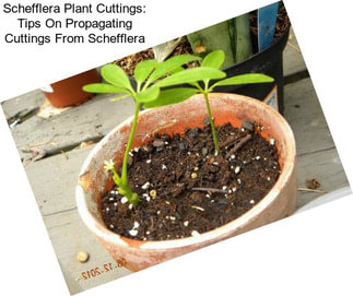 Schefflera Plant Cuttings: Tips On Propagating Cuttings From Schefflera