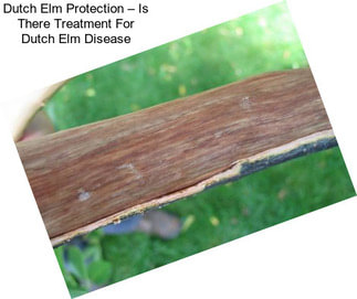 Dutch Elm Protection – Is There Treatment For Dutch Elm Disease