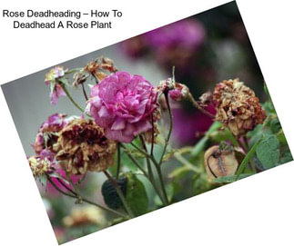 Rose Deadheading – How To Deadhead A Rose Plant