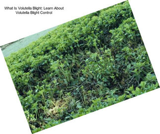 What Is Volutella Blight: Learn About Volutella Blight Control