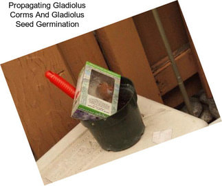 Propagating Gladiolus Corms And Gladiolus Seed Germination