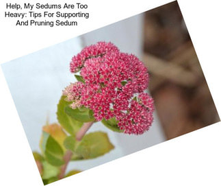 Help, My Sedums Are Too Heavy: Tips For Supporting And Pruning Sedum