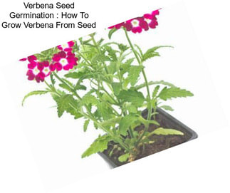 Verbena Seed Germination : How To Grow Verbena From Seed