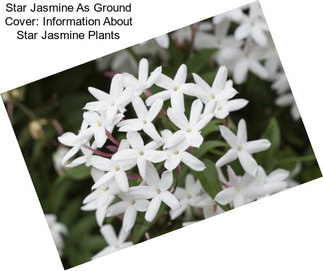 Star Jasmine As Ground Cover: Information About Star Jasmine Plants