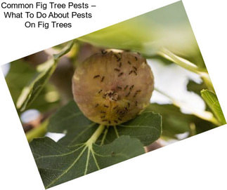 Common Fig Tree Pests – What To Do About Pests On Fig Trees