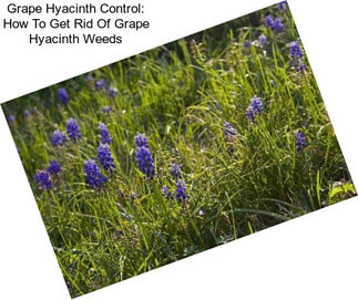 Grape Hyacinth Control: How To Get Rid Of Grape Hyacinth Weeds
