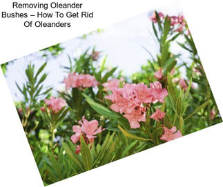 Removing Oleander Bushes – How To Get Rid Of Oleanders