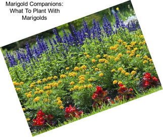 Marigold Companions: What To Plant With Marigolds