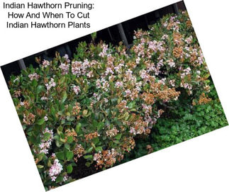 Indian Hawthorn Pruning: How And When To Cut Indian Hawthorn Plants