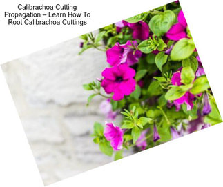 Calibrachoa Cutting Propagation – Learn How To Root Calibrachoa Cuttings