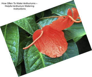 How Often To Water Anthuriums – Helpful Anthurium Watering Instructions