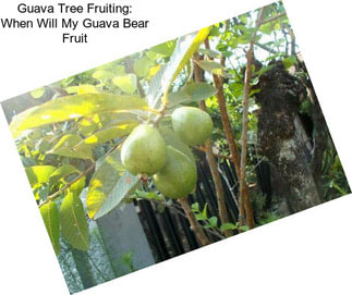 Guava Tree Fruiting: When Will My Guava Bear Fruit