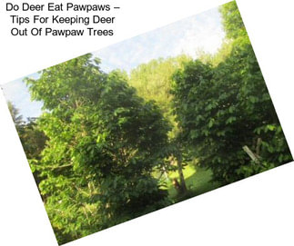 Do Deer Eat Pawpaws – Tips For Keeping Deer Out Of Pawpaw Trees