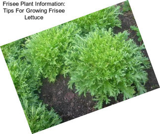 Frisee Plant Information: Tips For Growing Frisee Lettuce