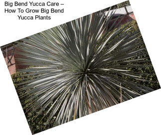 Big Bend Yucca Care – How To Grow Big Bend Yucca Plants