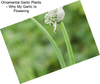 Ornamental Garlic Plants – Why My Garlic Is Flowering