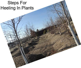 Steps For Heeling In Plants