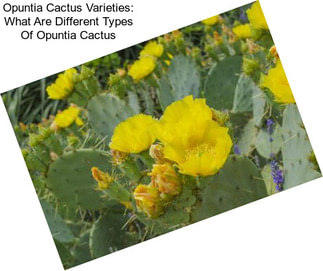 Opuntia Cactus Varieties: What Are Different Types Of Opuntia Cactus