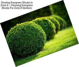 Growing Evergreen Shrubs In Zone 8 – Choosing Evergreen Shrubs For Zone 8 Gardens