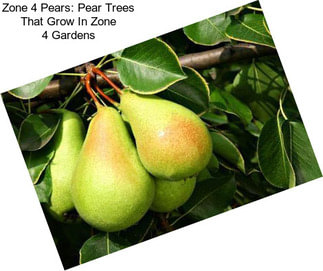 Zone 4 Pears: Pear Trees That Grow In Zone 4 Gardens