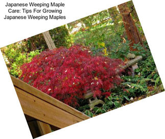 Japanese Weeping Maple Care: Tips For Growing Japanese Weeping Maples