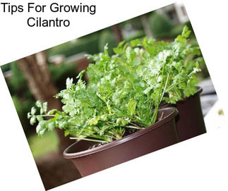 Tips For Growing Cilantro