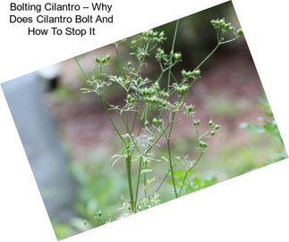 Bolting Cilantro – Why Does Cilantro Bolt And How To Stop It
