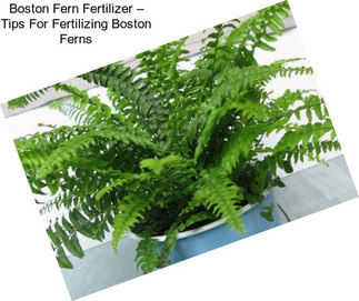 Boston Fern Fertilizer – Tips For Fertilizing Boston Ferns