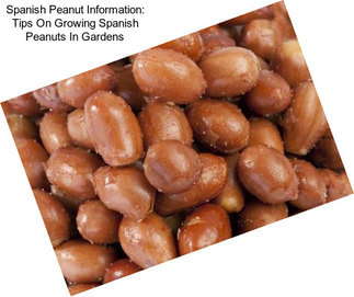 Spanish Peanut Information: Tips On Growing Spanish Peanuts In Gardens