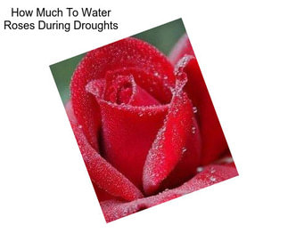 How Much To Water Roses During Droughts