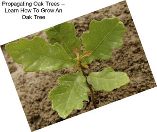 Propagating Oak Trees – Learn How To Grow An Oak Tree