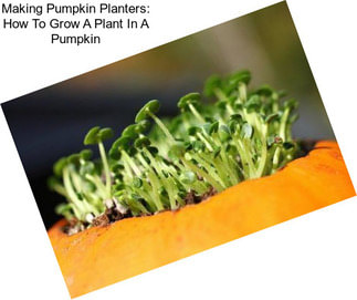 Making Pumpkin Planters: How To Grow A Plant In A Pumpkin