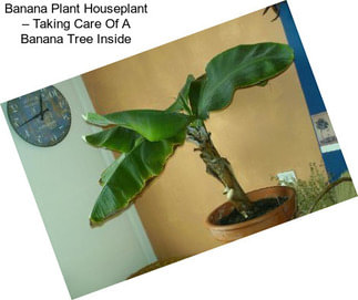 Banana Plant Houseplant – Taking Care Of A Banana Tree Inside
