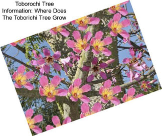 Toborochi Tree Information: Where Does The Toborichi Tree Grow