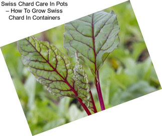 Swiss Chard Care In Pots – How To Grow Swiss Chard In Containers