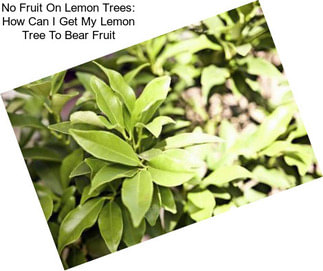 No Fruit On Lemon Trees: How Can I Get My Lemon Tree To Bear Fruit