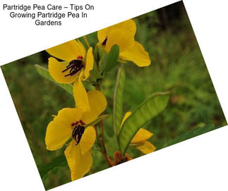 Partridge Pea Care – Tips On Growing Partridge Pea In Gardens