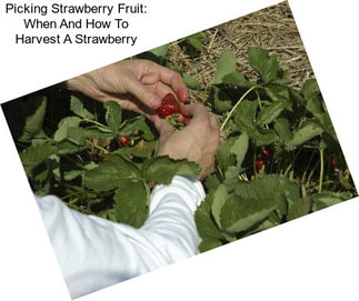 Picking Strawberry Fruit: When And How To Harvest A Strawberry