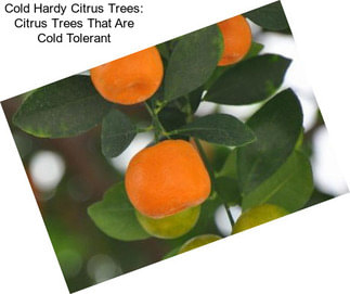 Cold Hardy Citrus Trees: Citrus Trees That Are Cold Tolerant