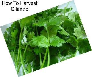 How To Harvest Cilantro