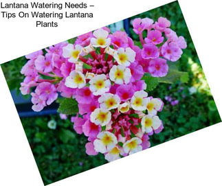 Lantana Watering Needs – Tips On Watering Lantana Plants