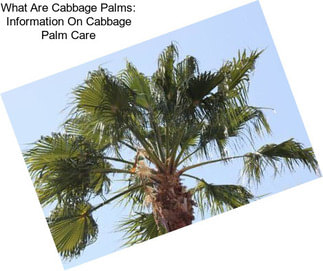 What Are Cabbage Palms: Information On Cabbage Palm Care