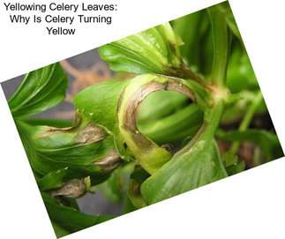 Yellowing Celery Leaves: Why Is Celery Turning Yellow